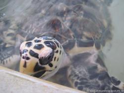 Isla Mujeres Turtle Farm Tortugranja Pics and Photos